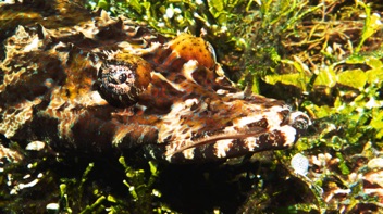 Crocodile Fish